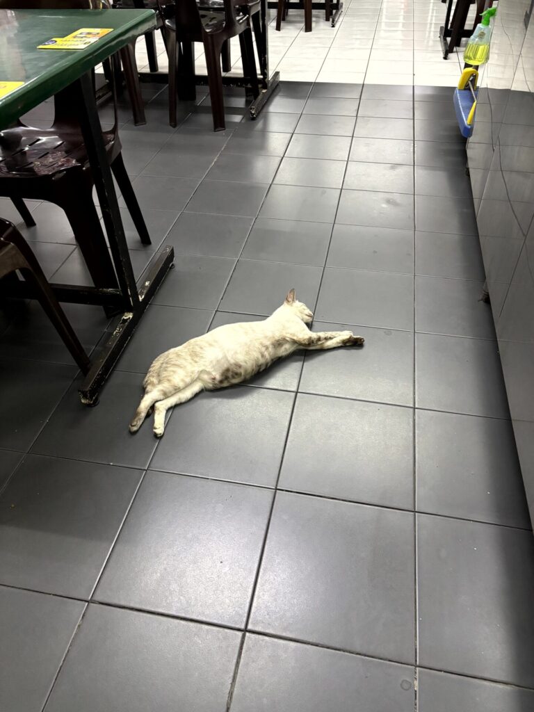 A relaxed cat at night in Kuching, the City of Cats